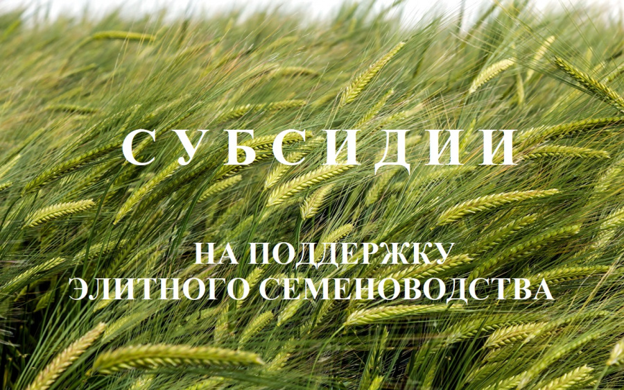 Министерство сельского хозяйства, пищевой и перерабатывающей промышленности Тверской области ОБЪЯВЛЯЕТ о проведении отбора  Субсидия сельскохозяйственным товаропроизводителям  на поддержку элитного семеноводства за счет средств областного бюджета