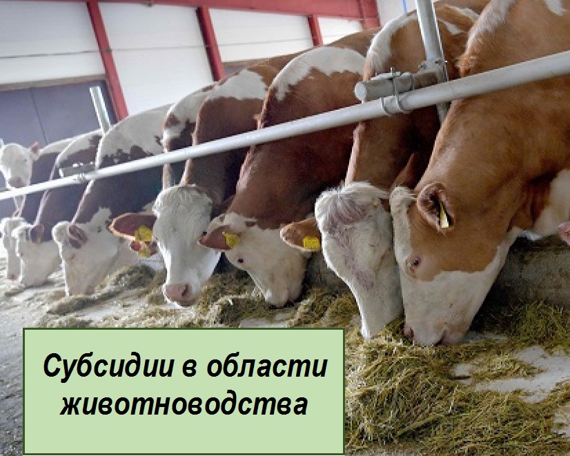 Минсельхоз Тверской области объявляет об отборе получателей субсидии на поддержку племенного животноводства (2 отбор)